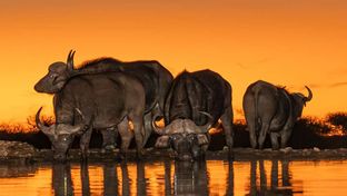 Last Word Madikwe Bush House