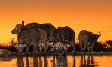 Last Word Madikwe Bush House