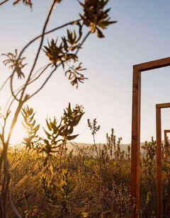Banyan Tree Veya, Valle de Guadalupe