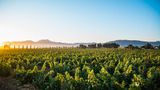 <b>El Cielo Winery & Resort Other</b>. Images powered by <a href="https://iceportal.shijigroup.com/" title="IcePortal" target="_blank">IcePortal</a>.