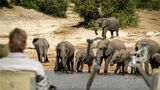 Chobe Princesses by Mantis Other