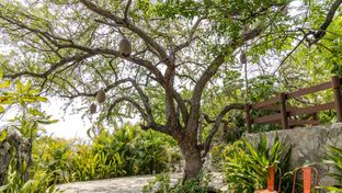 Soul Spring Sanctuary Cuernavaca