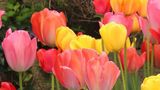 Tulip Inn Lausanne-Beaulieu Other