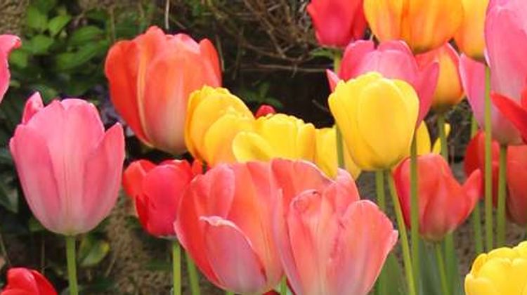Tulip Inn Lausanne-Beaulieu Other