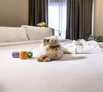 Mercure Apartments Florianopolis Itacoru Room