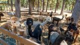 Best Western Ponderosa Lodge Other