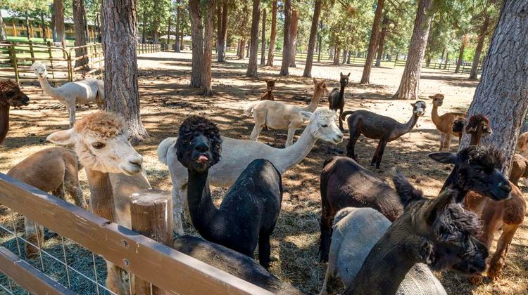 Best Western Ponderosa Lodge Other