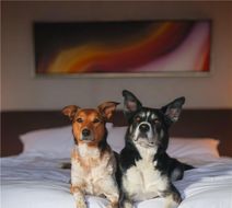 Grand Hyatt Denver Room