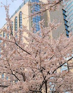 Grand Hyatt Tokyo