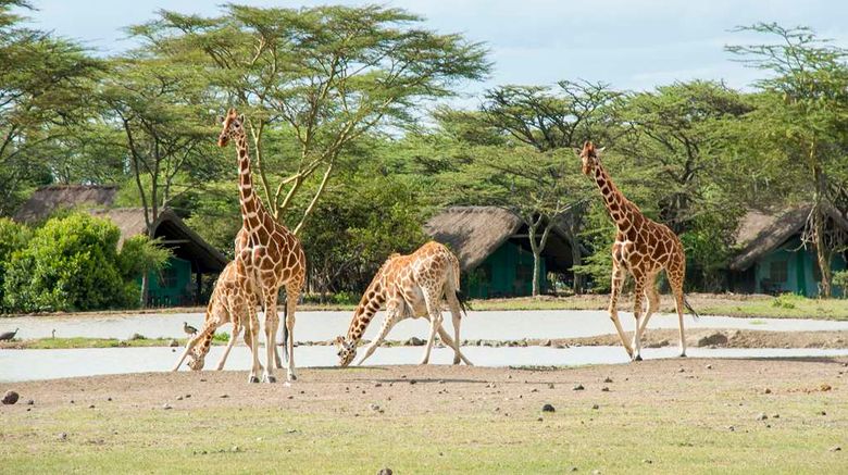<b>Sweetwaters Tented Camp Recreation</b>. Images powered by <a href="https://iceportal.shijigroup.com/" title="IcePortal" target="_blank">IcePortal</a>.