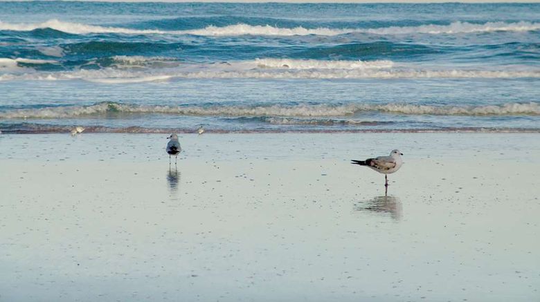 <b>Hampton Inn Daytona Shores Oceanfront Exterior</b>. Images powered by <a href="https://iceportal.shijigroup.com/" title="IcePortal" target="_blank">IcePortal</a>.