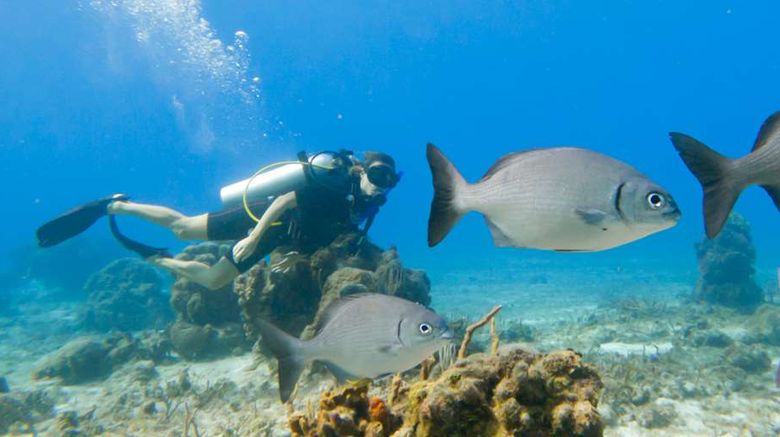 <b>Occidental Cozumel Recreation</b>. Images powered by <a href="https://iceportal.shijigroup.com/" title="IcePortal" target="_blank">IcePortal</a>.