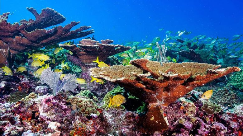 <b>Occidental Cozumel Other</b>. Images powered by <a href="https://iceportal.shijigroup.com/" title="IcePortal" target="_blank">IcePortal</a>.