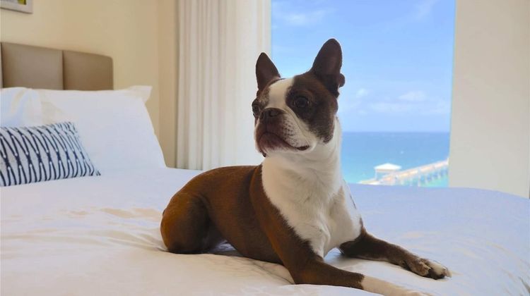 Wyndham Deerfield Beach Resort Other