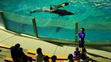 Kamogawa Sea World Hotel Pool