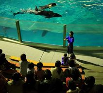 Kamogawa Sea World Hotel Pool
