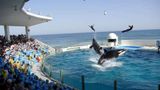 Kamogawa Sea World Hotel Pool