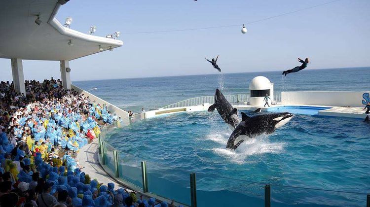 Kamogawa Sea World Hotel Pool