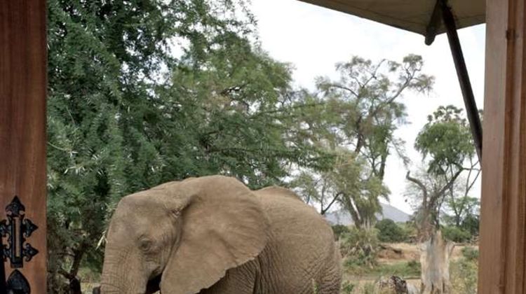 Ashnil Samburu Camp Exterior
