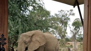 Ashnil Samburu Camp
