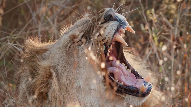 <b>Zulu Camp at Shambala Game Reserve Recreation</b>. Images powered by <a href="https://www.leonardoworldwide.com/" title="Leonardo Worldwide" target="_blank">Leonardo</a>.