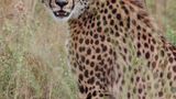 <b>Zulu Camp at Shambala Game Reserve Recreation</b>. Images powered by <a href="https://www.leonardoworldwide.com/" title="Leonardo Worldwide" target="_blank">Leonardo</a>.