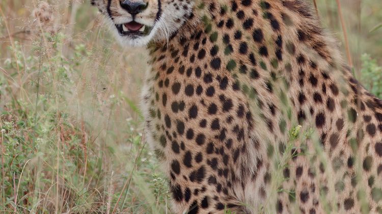 Zulu Camp at Shambala Game Reserve Recreation