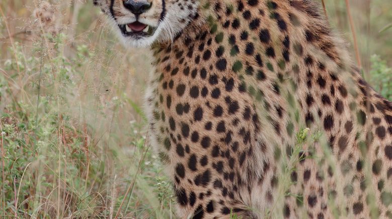 <b>Zulu Camp at Shambala Game Reserve Recreation</b>. Images powered by <a href="https://www.leonardoworldwide.com/" title="Leonardo Worldwide" target="_blank">Leonardo</a>.