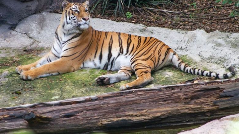 <b>Holiday Exp CDMX Condesa Other</b>. Images powered by <a href="https://www.leonardoworldwide.com/" title="Leonardo Worldwide" target="_blank">Leonardo</a>.