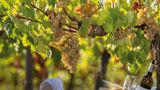 <b>Quinta do Paral Other</b>. Images powered by <a href="https://www.leonardoworldwide.com/" title="Leonardo Worldwide" target="_blank">Leonardo</a>.
