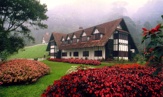 Cameron Highlands Tea Plantation
