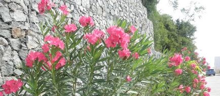 Sunset Gardens Exterior