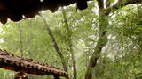 Mahua Kothi, A Taj Safari-Bandhavgarh Suite