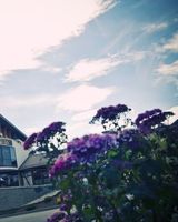 Hotel Szafran