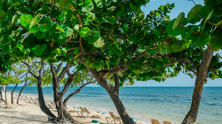 Iberostar Waves Rose Hall Beach Beach