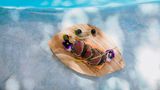 <b>Xanadu Luxury Villas & Retreat Zanzibar Restaurant</b>. Images powered by <a href="https://www.leonardoworldwide.com/" title="Leonardo Worldwide" target="_blank">Leonardo</a>.
