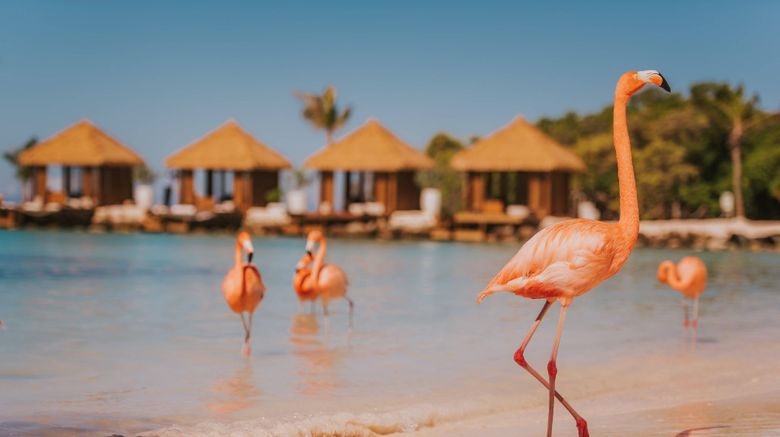 <b>Renaissance Wind Creek Aruba Resort Beach</b>. Images powered by <a href="https://www.leonardoworldwide.com/" title="Leonardo Worldwide" target="_blank">Leonardo</a>.