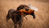 <b>Holiday Inn Express Hotel & Stes Winner Other</b>. Images powered by <a href="https://www.leonardoworldwide.com/" title="Leonardo Worldwide" target="_blank">Leonardo</a>.