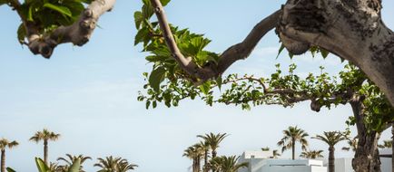 Grecotel Creta Palace Room