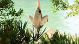 <b>Little Palm Island Resort & Spa Beach</b>. Images powered by <a href="https://www.leonardoworldwide.com/" title="Leonardo Worldwide" target="_blank">Leonardo</a>.