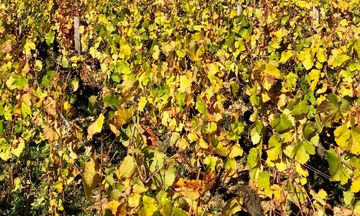 Domaine de Rymska