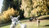 <b>Adler Lodge Ritten Exterior</b>. Images powered by <a href="https://www.leonardoworldwide.com/" title="Leonardo Worldwide" target="_blank">Leonardo</a>.