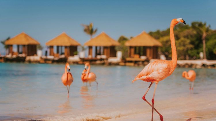 Renaissance Wind Creek Aruba Resort Beach