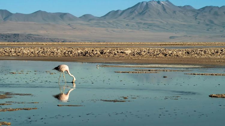 Awasi Atacama Exterior