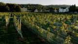 Chateau St Gerlach Other
