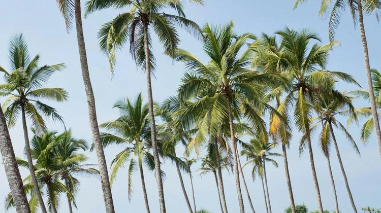 Cape Weligama Beach