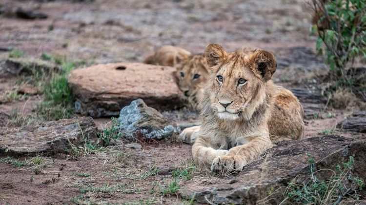 Mara Plains Camp Other