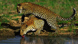 Londolozi Private Game Reserve Other