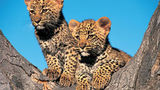 Londolozi Private Game Reserve Other