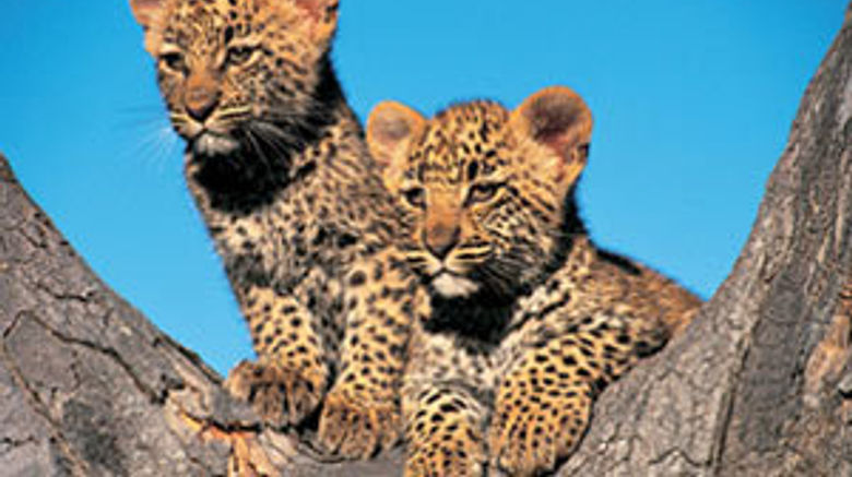 <b>Londolozi Private Game Reserve Other</b>. Images powered by <a href="https://www.leonardoworldwide.com/" title="Leonardo Worldwide" target="_blank">Leonardo</a>.